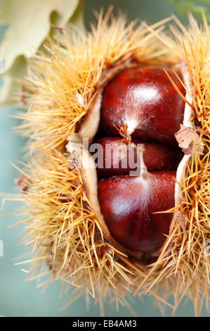 Chesnuts Seed in Fruit Casing. Stock Photo