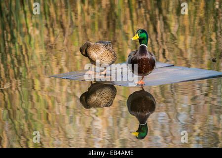 A mating pair of Mallards resting on a float. Stock Photo