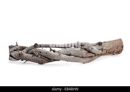 a twisted trunk on a white background Stock Photo