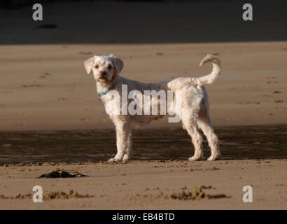 Miniature Labradoodle at the beach, UK Stock Photo