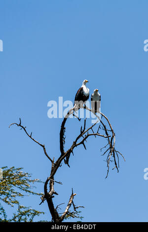 A pair of African fish eagles roosting in a dead tree above a freshwater lake. Stock Photo