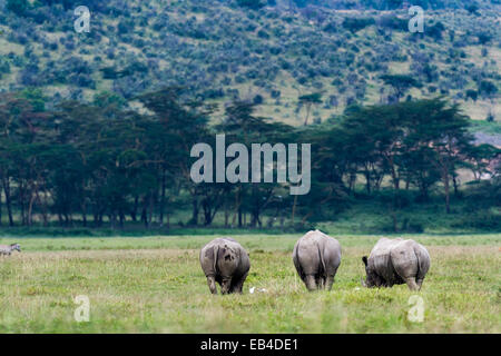 A herd of white rhinoceros grazing on the short grasses of the savannah plain. Stock Photo