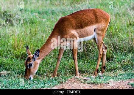 A female Impala grazing on the short grass savannah plain. Stock Photo