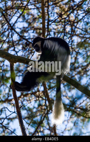 A Black and White Colobus relaxing on a branch in the canopy of an acacia tree. Stock Photo
