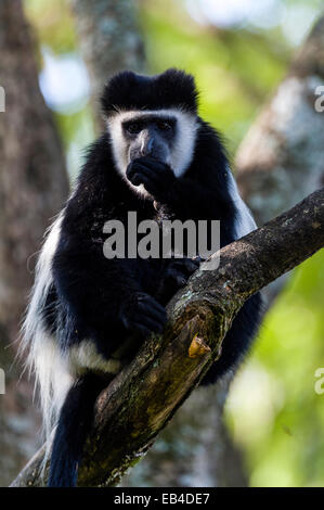 A Black and White Colobus feeding whilst relaxing on a branch in the canopy of an acacia tree. Stock Photo