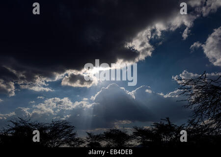Dark and ominous storm clouds block out the sun over an acacia woodland. Stock Photo