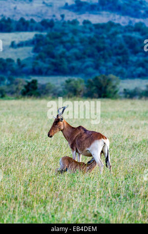 A Coke's Hartebeest calf suckling milk from its mother on the savannah plain. Stock Photo