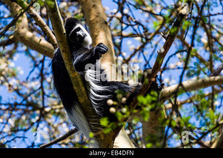A Black and White Colobus relaxing on a branch in the canopy of an acacia tree. Stock Photo