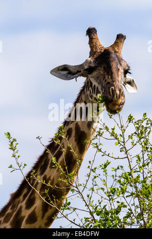 A Maasai Giraffe grazing on the new leaf shoots sprouting from  the tips of tree branches. Stock Photo