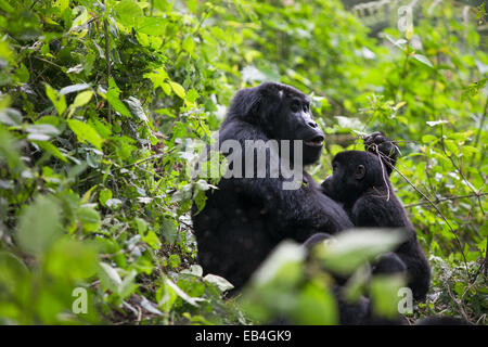 Baby gorilla nursing Stock Photo - Alamy