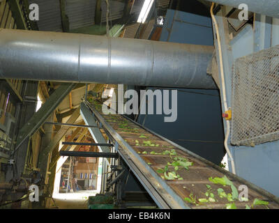 Hops picking machine Bavaria Germany humulus lupulus Stock Photo ...