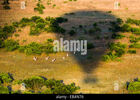 A hot air balloon casts a long shadow over Impala grazing on the short grass plains of the African savannah. Stock Photo