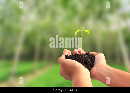 Hand holding young plant with soil on blur tree background Stock Photo
