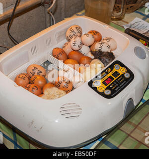 An incubator hatching chicks from eggs at Hazel Brow Farm in the village of Low Row in Swaledale , North Yorkshire, England, Bri