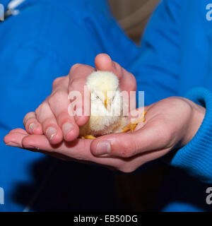 Holding a chick at Hazel Brow Farm in the village of Low Row in Swaledale , North Yorkshire, England, Britain,Uk