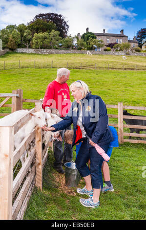 Feeding the goats at Hazel Brow Farm in the village of Low Row in Swaledale , North Yorkshire, England, Britain,Uk Stock Photo