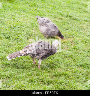 A young Turkey with chicken behind at Hazel Brow Farm in the village of Low Row in Swaledale , North Yorkshire, England, Britain Stock Photo