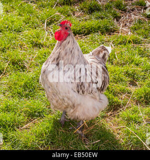 A Cockerel crowing at Hazel Brow Farm in the village of Low Row in Swaledale , North Yorkshire, England, Britain,Uk