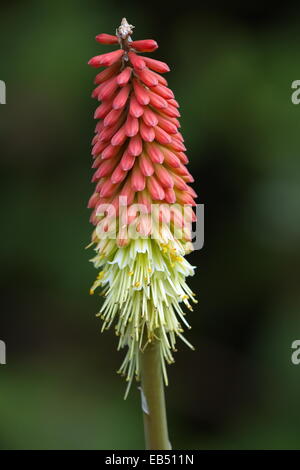 Close up on tritoma, red hot poker, torch lily or knofflers or poker plant, kniphofia Stock Photo