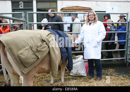 Uppingham, Rutland, UK 26th November 2014. Uppingham Fatstock Show-Pigs, sheep and cattle preened and put on show in the Market Square to be judged. This unique show is the only one in the country to be held where animals are held in temporary pens in a town market square Credit:  Jim Harrison/Alamy Live News Stock Photo