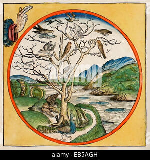 Creation Day 5 (Genesis 1:20-23), God creates all life that lives in the water and all the birds. From 'Liber Chronicarum' by Hartmann Schedel (1440-1514). See description for more information. Stock Photo