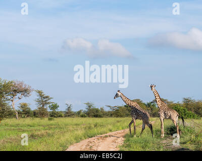 Two giraffes crossing a dirt road in a national park on the savanna in Tanzania, East Africa. Landscape orientation. Stock Photo