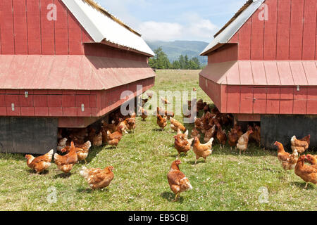 Free Range organic chickens, egg production,  pasture raised, portable housing. Stock Photo