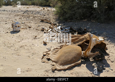 Skull, skeleton and remains of a dead African elephant found in the Skeleton  Coast, The Namib, Namibia, Africa. Stock Photo