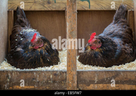 Two free range hen sitting on eggs. Stock Photo