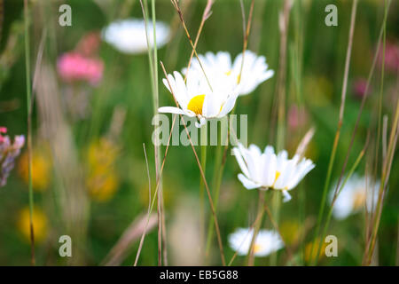 delicate ox-eye daisies in a meadow with gentle Summer breeze Jane Ann Butler Photography JABP1366 Stock Photo