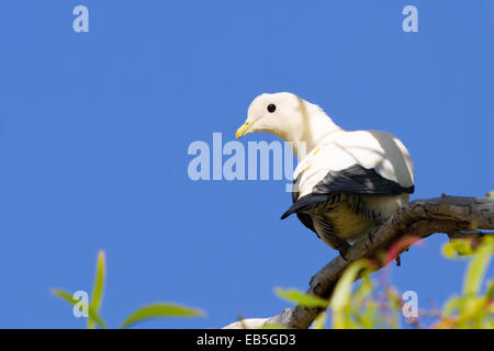 Pied Imperial Pigeon (Ducula bicolor) Stock Photo
