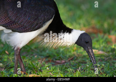 Straw-necked Ibis (Threskiornis spinicollis) probing in lawn for invertebrate food Stock Photo