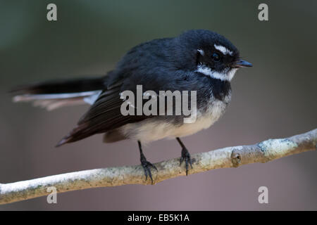 Grey Fantail (Rhipidura albiscapa) Stock Photo