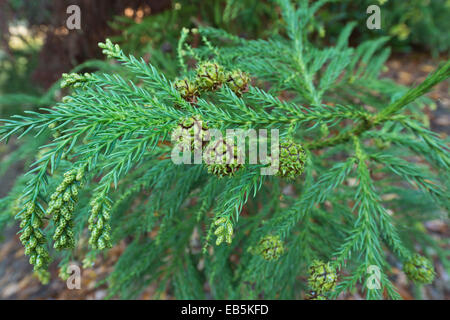 Hanging evergreen pendulous finger like leaves of Japanese Ceder tree with male and female fruiting bodies Stock Photo