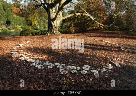 large magic folklore fairy ring beneath a mature old massive copper beech tree in the fall autumn with harsh sunny light