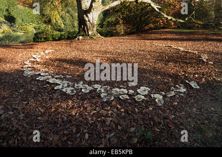 large magic folklore fairy ring beneath a mature old massive copper beech tree in the fall autumn with harsh sunny light