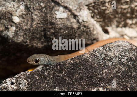 Common Scaly Foot Legless Lizard Licking Eye Stock Photo Alamy
