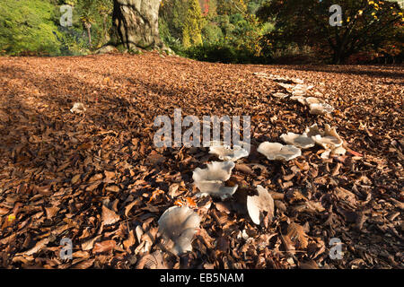 large magic folklore fairy ring beneath a mature old massive copper beech tree in the fall autumn with harsh sunny light Stock Photo