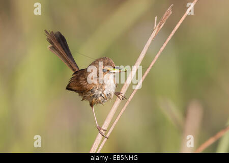 female / immature male Red-backed Fairywren (Malurus melanocephalus) transporting insect prey back to the nest Stock Photo