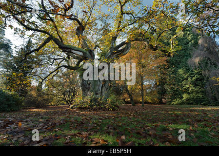 Mature ancient sweet chestnut that has die back with splayed out knobbly gnarled branches standing out against the fall blue sky Stock Photo