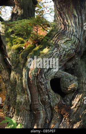 small yew tree sapling starting to grow on top of ancient gnarled sweet chestnut tree trunk with a hole leading to a chamber Stock Photo