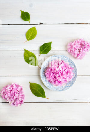 Overhead shot of three pink hydrangea heads, one on vintage white and blue plate, and leaves, on a white wooden slatted backdrop Stock Photo