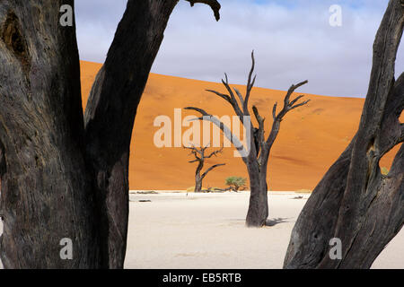 Dead Vlei in Sossusvlei National Park - Namib-Naukluft National Park, Namibia, Africa Stock Photo