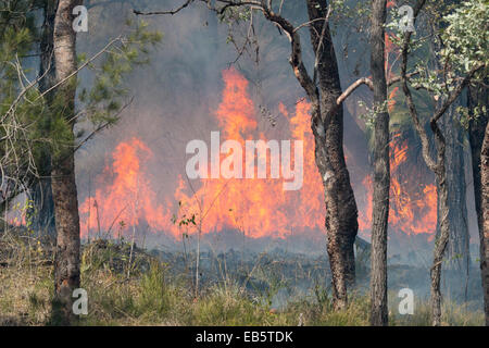 controlled Australian bush fire Stock Photo - Alamy