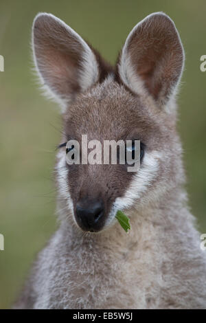 Whiptail Wallaby (Macropus parryi) - also known as Pretty-face Wallaby Stock Photo