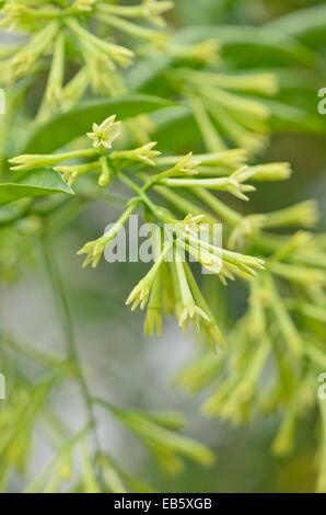 Night-blooming jasmine (Cestrum nocturnum syn. Cestrum suberosum) Stock Photo