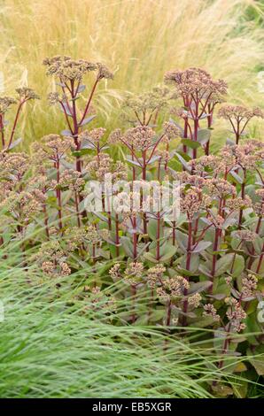 Orpine (Sedum telephium 'Matrona' syn. Hylotelephium telephium 'Matrona') Stock Photo