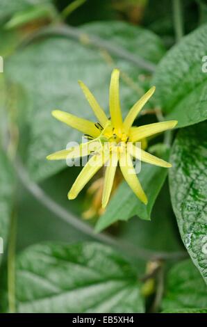 Citrus-yellow passion flower (Passiflora citrina)