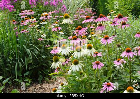 Purple cone flower (Echinacea purpurea 'Alba' and Echinacea purpurea) Stock Photo