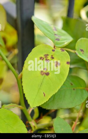 Rose (Rosa) and black spot disease (Diplocarpon rosae) Stock Photo